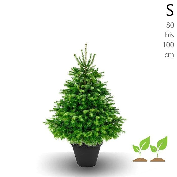 Baumeria Weihnachtsbaum im Topf zum Mieten inklusive Rückgabe