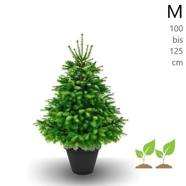 Baumeria Weihnachtsbaum im Topf gewachsen zum Kaufen