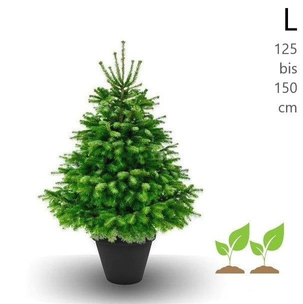 Baumeria Weihnachtsbaum im Topf zum Mieten inklusive Rückgabe