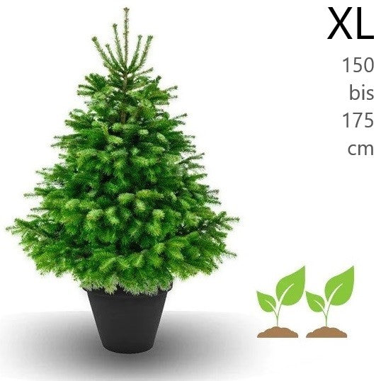 Baumeria Weihnachtsbaum im Topf zum Mieten inklusive Rückgabe