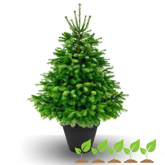 Premium Weihnachtsbaum im Topf