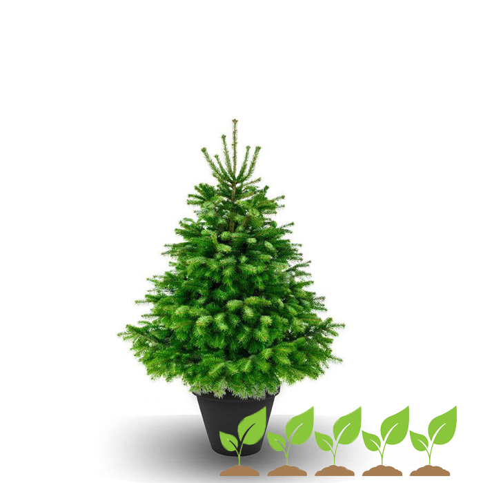 Premium Weihnachtsbaum im Topf