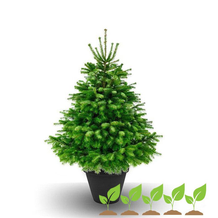 Premium Weihnachtsbaum im Topf