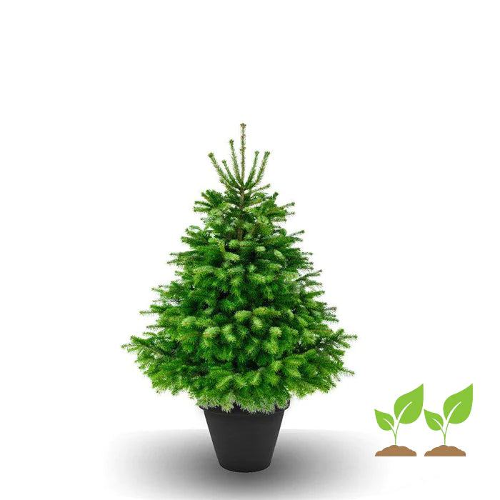 Baumeria Weihnachtsbaum im Topf gewachsen zum Kaufen