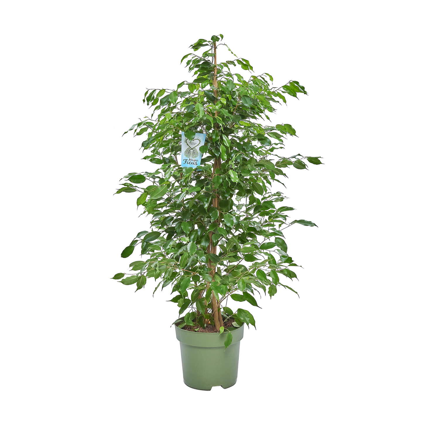 Birkenfeige - Ficus Benjamina