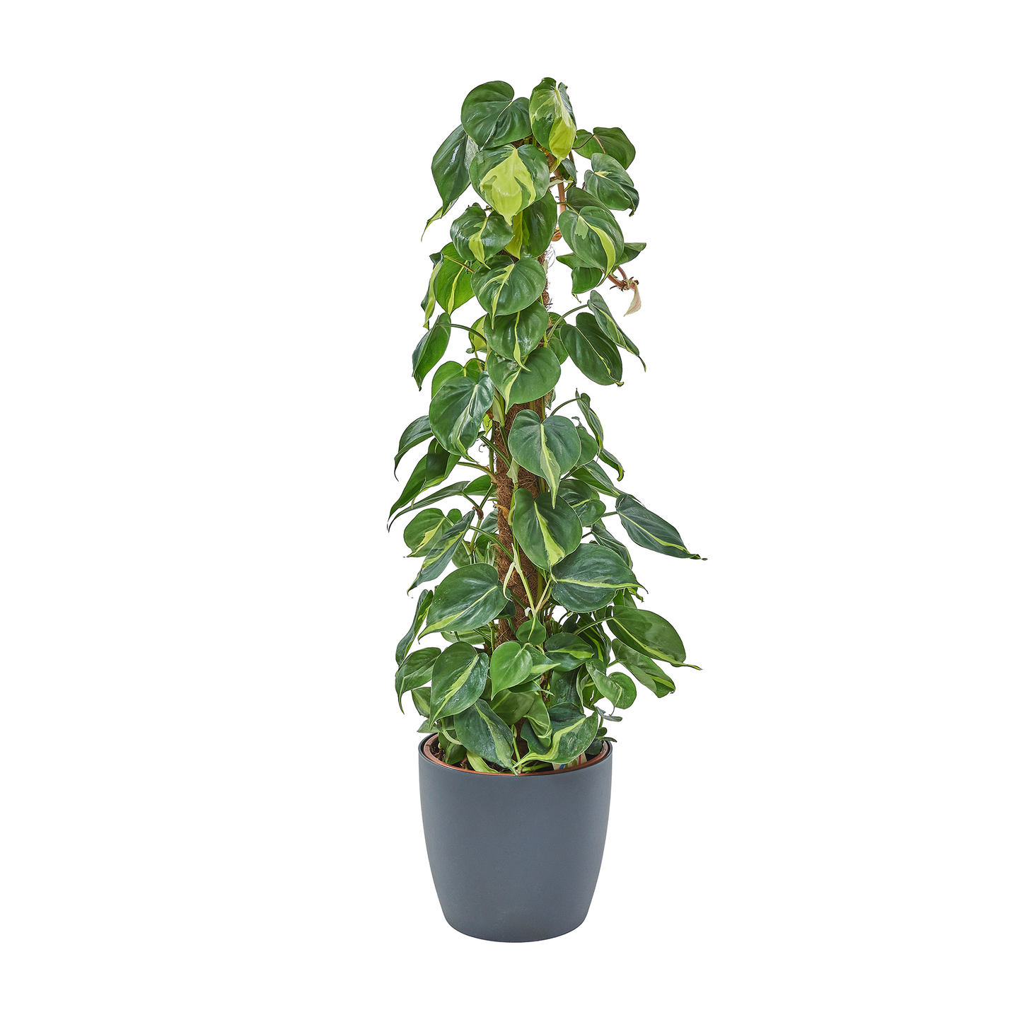 Philodendron - Philodendron Imperial Green