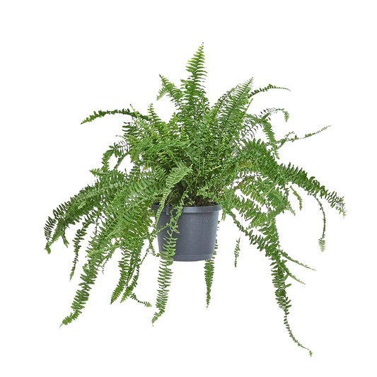 Schwertfarn - Nephrolepis